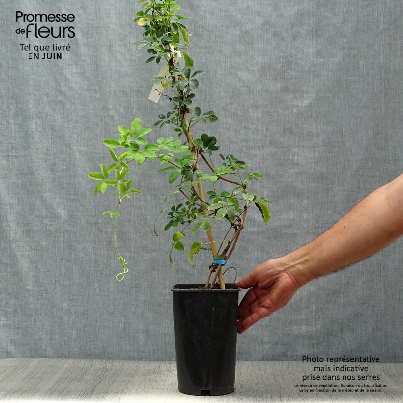 Exemplaar van Akebia quinata Cream Form - Schijnaugurk Pot van 2 l/3 l zoals geleverd in de zomer