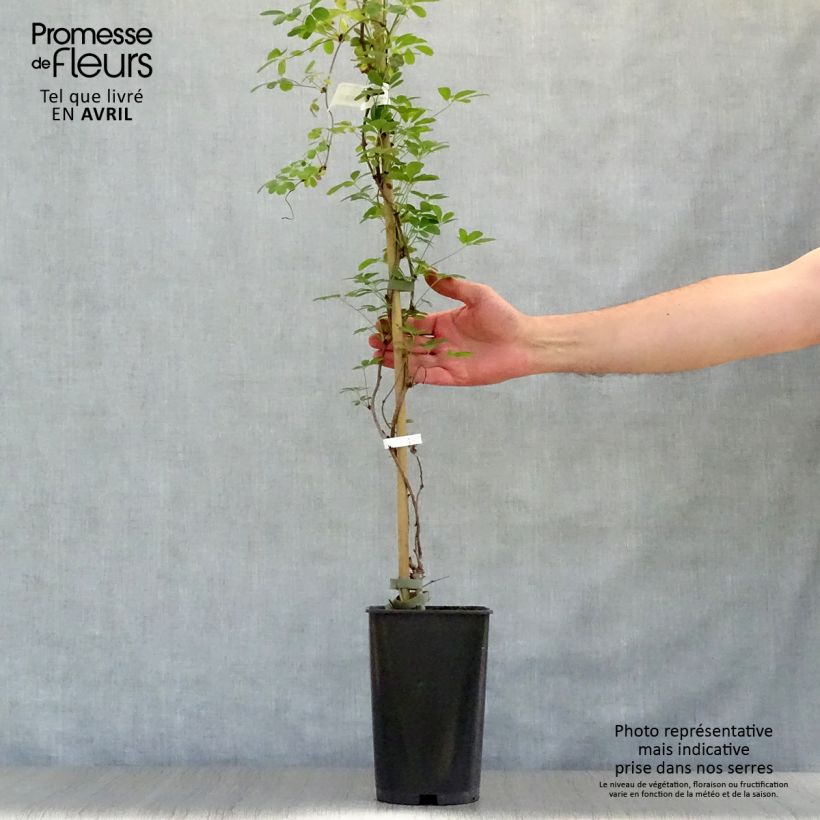 Example of Akebia quinata Silver Bells - Schijnaugurk Pot van 2 l/3 l as you get in printemps