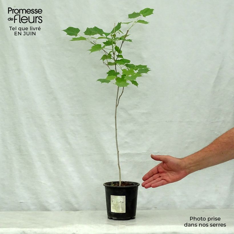 Exemplaar van Alangium chinense Pot van 7,5 l/10 l zoals geleverd in de zomer