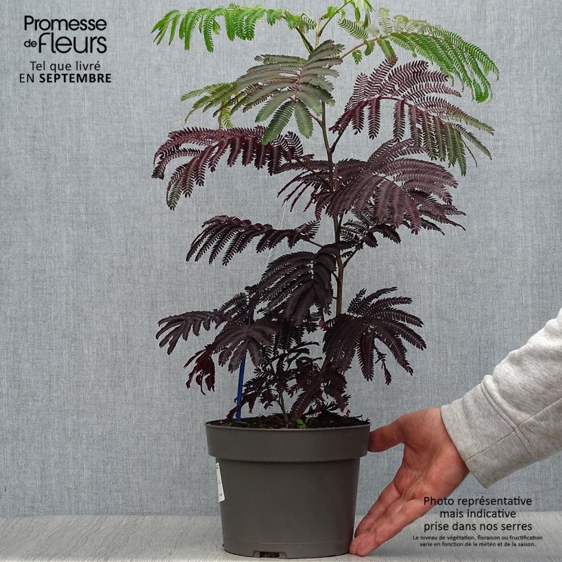 Exemplaar van Albizia julibrissin Summer Chocolate - Perzische slaapboom Pot van 3 l/4 l zoals geleverd in de herfst