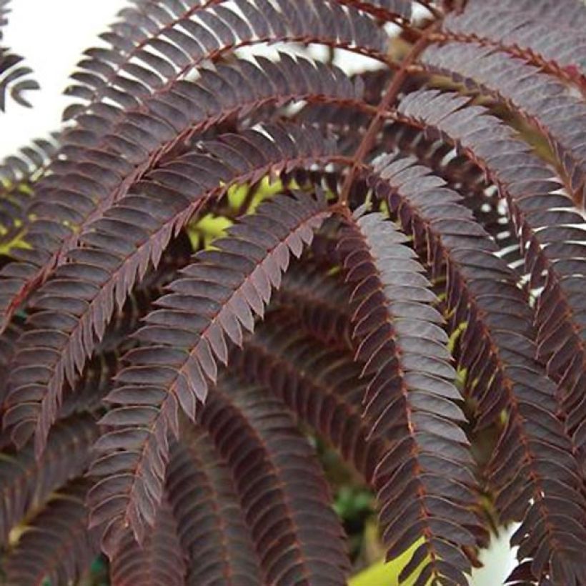 Albizia julibrissin Chocolate Fountain - Perzische slaapboom (Blad)