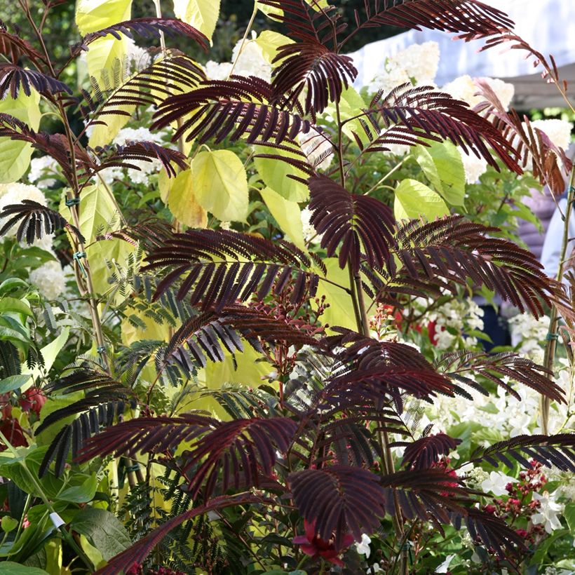 Albizia julibrissin Eveys Pride - Perzische slaapboom (Groeiplaats)