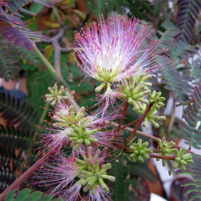Albizia julibrissin Eveys Pride - Perzische slaapboom (Bloei)