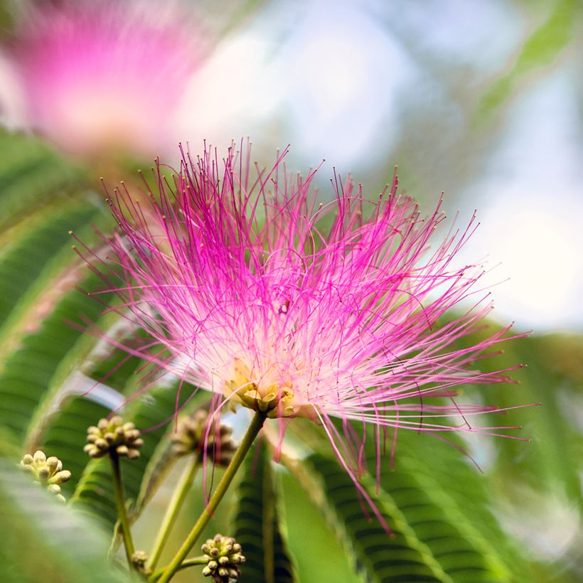 Albizia julibrissin Ombrella - Perzische slaapboom (Bloei)