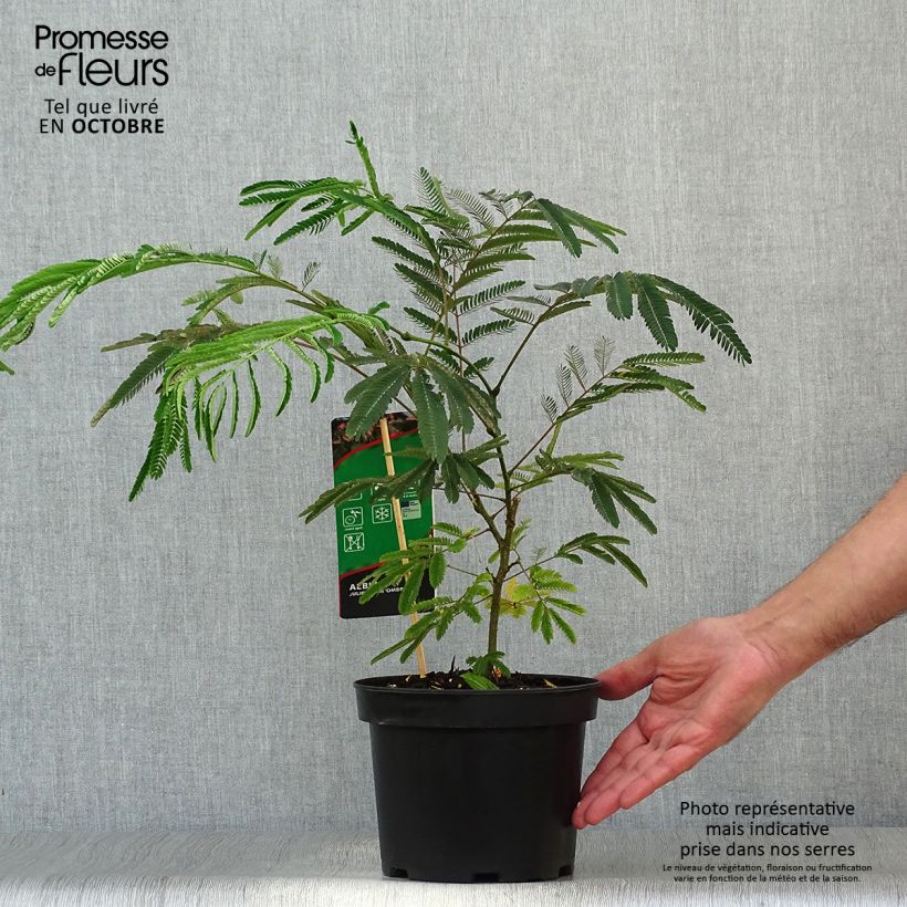 Exemplaar van Albizia julibrissin Ombrella - Perzische slaapboom Pot van 3 l/4 l zoals geleverd in de herfst