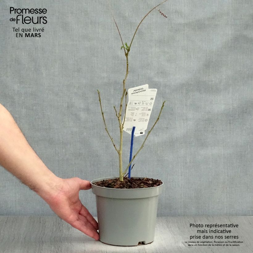 Exemplaar van Albizia julibrissin Ombrella - Perzische slaapboom Pot van 3 l/4 l zoals geleverd in de lente