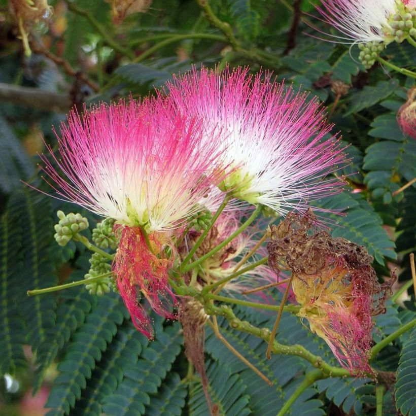 Albizia julibrissin Rosea - Perzische slaapboom (Bloei)