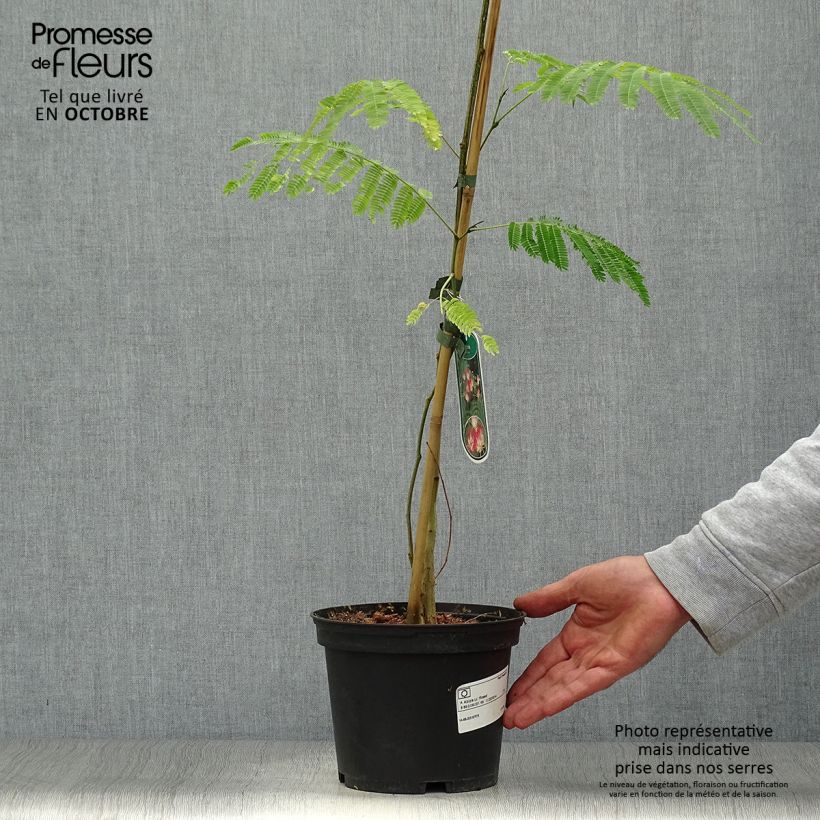 Exemplaar van Albizia julibrissin Rosea - Perzische slaapboom Pot van 2 l/3 l zoals geleverd in de herfst