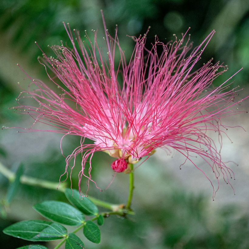 Albizia julibrissin Rosea - Perzische slaapboom (Bloei)