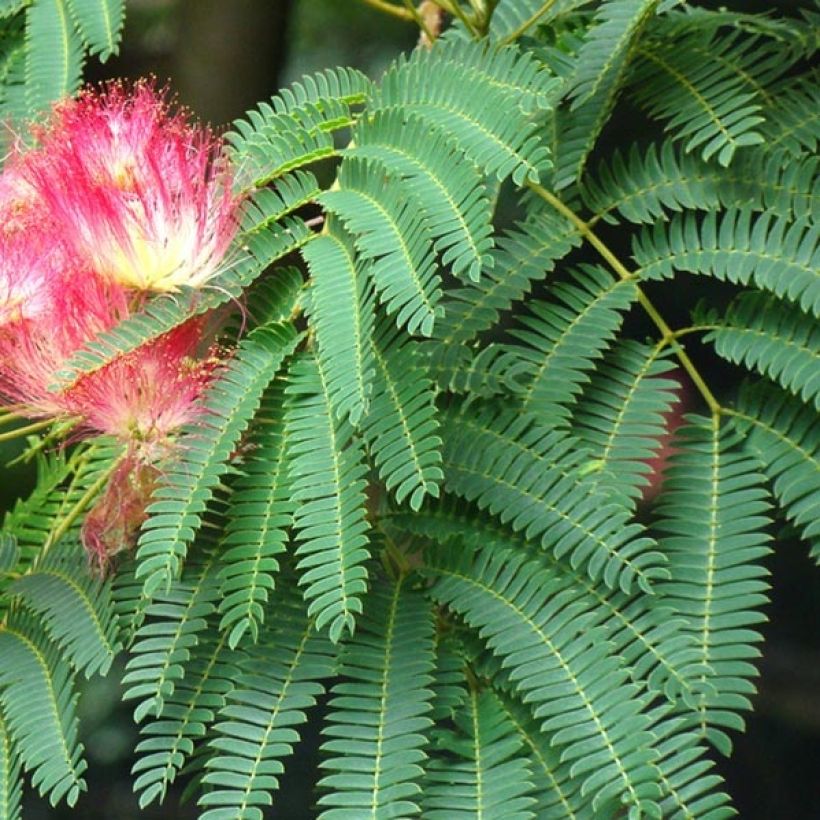 Albizia julibrissin - Perzische slaapboom rood (Blad)