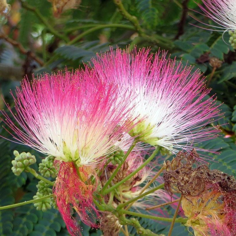 Albizia julibrissin - Perzische slaapboom rood (Bloei)