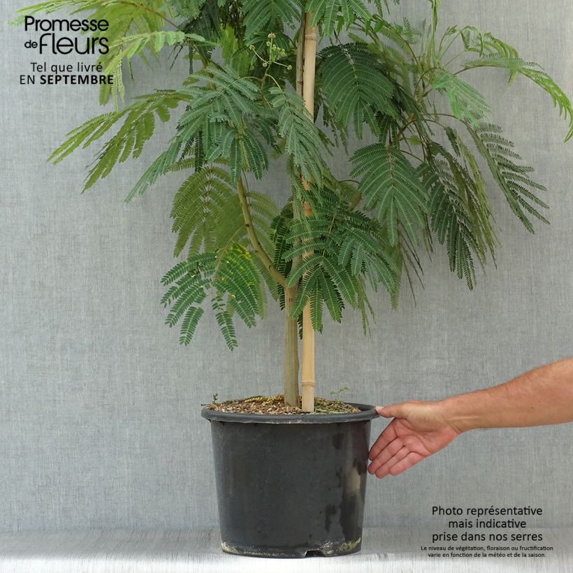 Exemplaar van Albizia julibrissin - Perzische slaapboom rood Pot van 12 l/15 l, Kroonhoogte zoals geleverd in de herfst