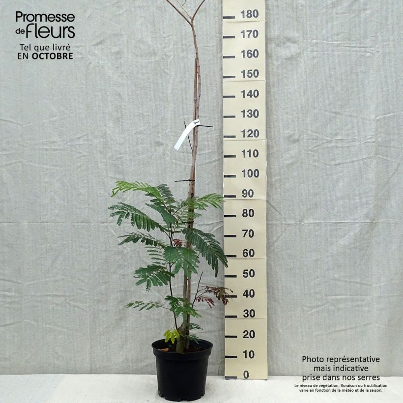 Exemplaar van Albizia julibrissin Summer Chocolate - Perzische slaapboom Pot van 7,5 l/10 l zoals geleverd in de herfst
