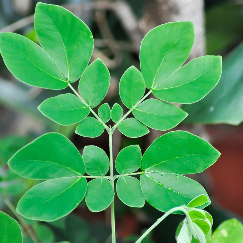 Albizzia saman - Regenboom (Blad)