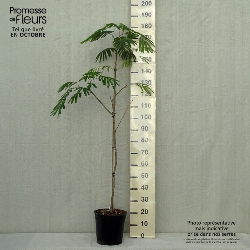 Exemplaar van Albizia julibrissin Tropical Dream - Perzische slaapboom Pot van 7,5 l/10 l zoals geleverd in de herfst