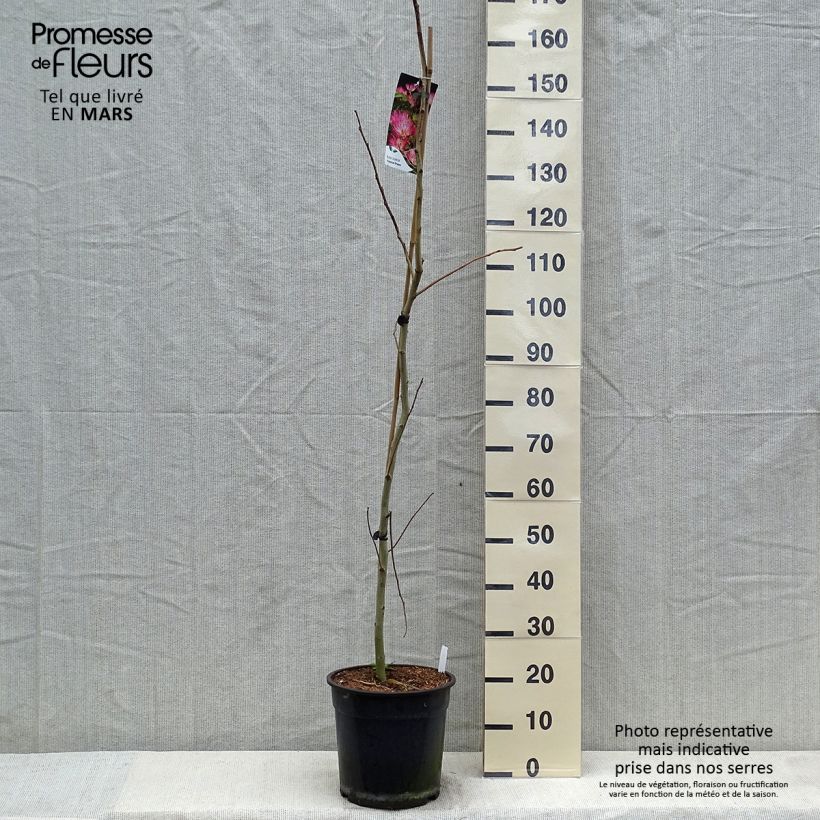 Exemplaar van Albizia julibrissin Tropical Dream - Perzische slaapboom Pot van 7,5 l/10 l zoals geleverd in de lente
