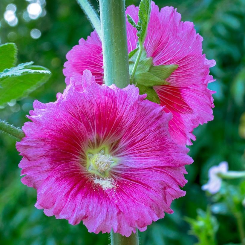 Alcea ficifolia - Vijgbladige stokroos (Bloei)