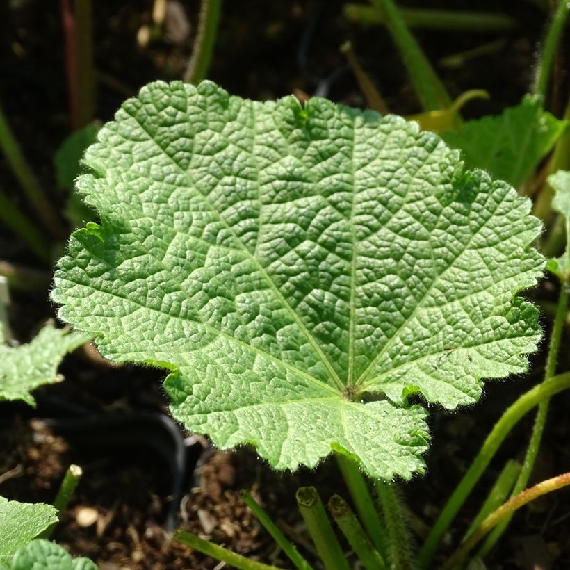 Alcea ficifolia Las Vegas - Vijgbladige stokroos (Blad)
