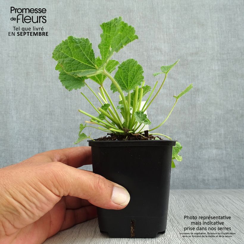 Exemplaar van Alcea ficifolia Las Vegas - Vijgbladige stokroos Kweekpotje van 8/9 cm zoals geleverd in de herfst