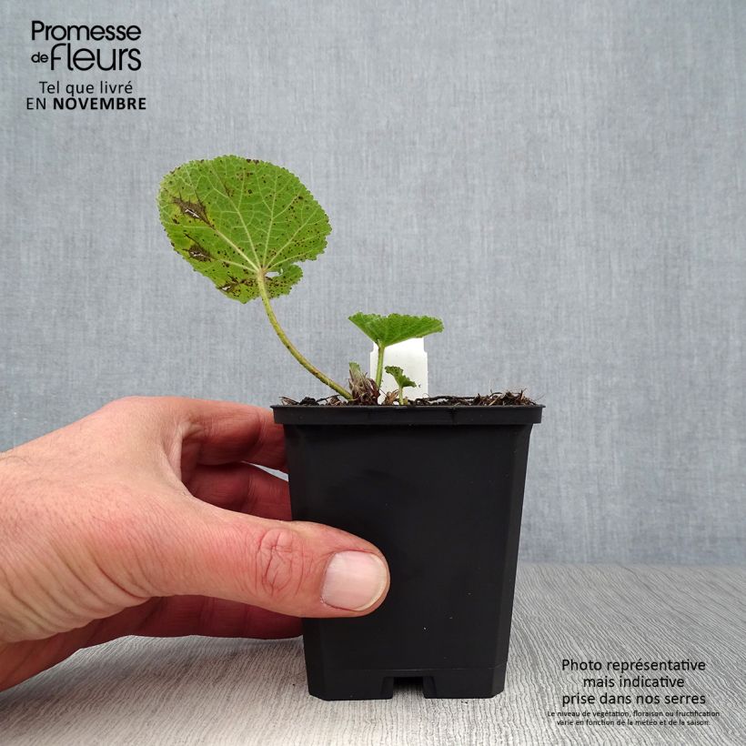 Exemplaar van Alcea ficifolia - Vijgbladige stokroos Kweekpotje van 8/9 cm zoals geleverd in de herfst