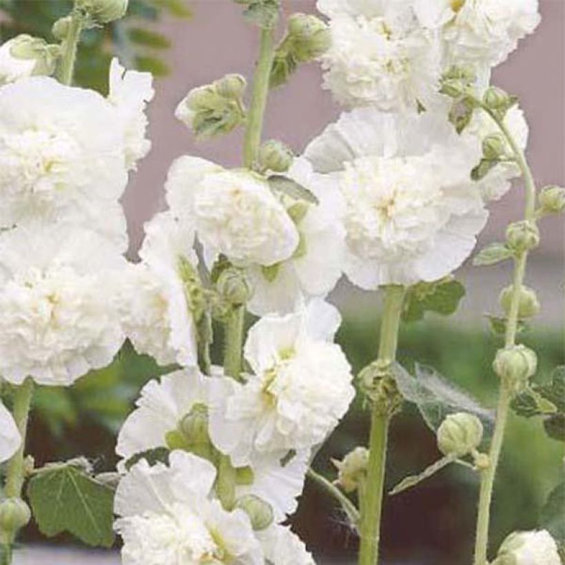 Alcea rosea Chaters Double - Stokroos dubbel wit (Bloei)