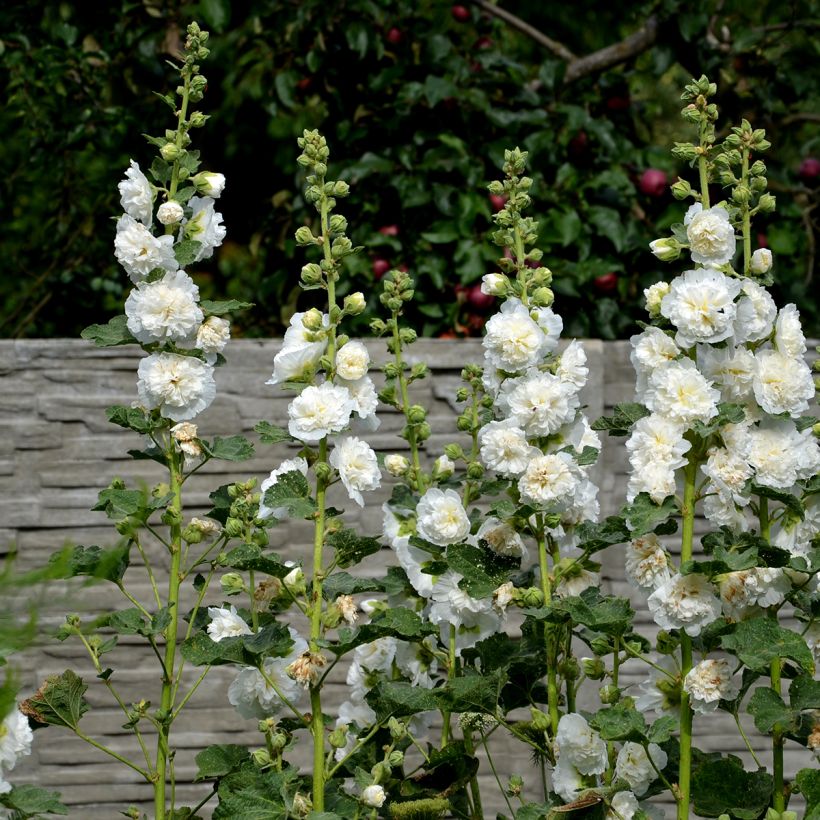 Alcea rosea Chater's Double Icicle (zaad) - Stokroos (Groeiplaats)