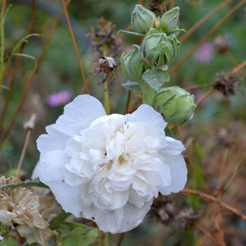 Alcea rosea Chaters Double - Stokroos dubbel wit (Bloei)