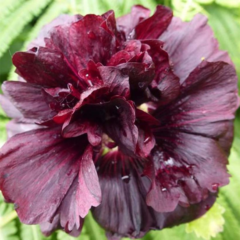 Alcea rosea Chaters Double Violet - Stokroos (Bloei)