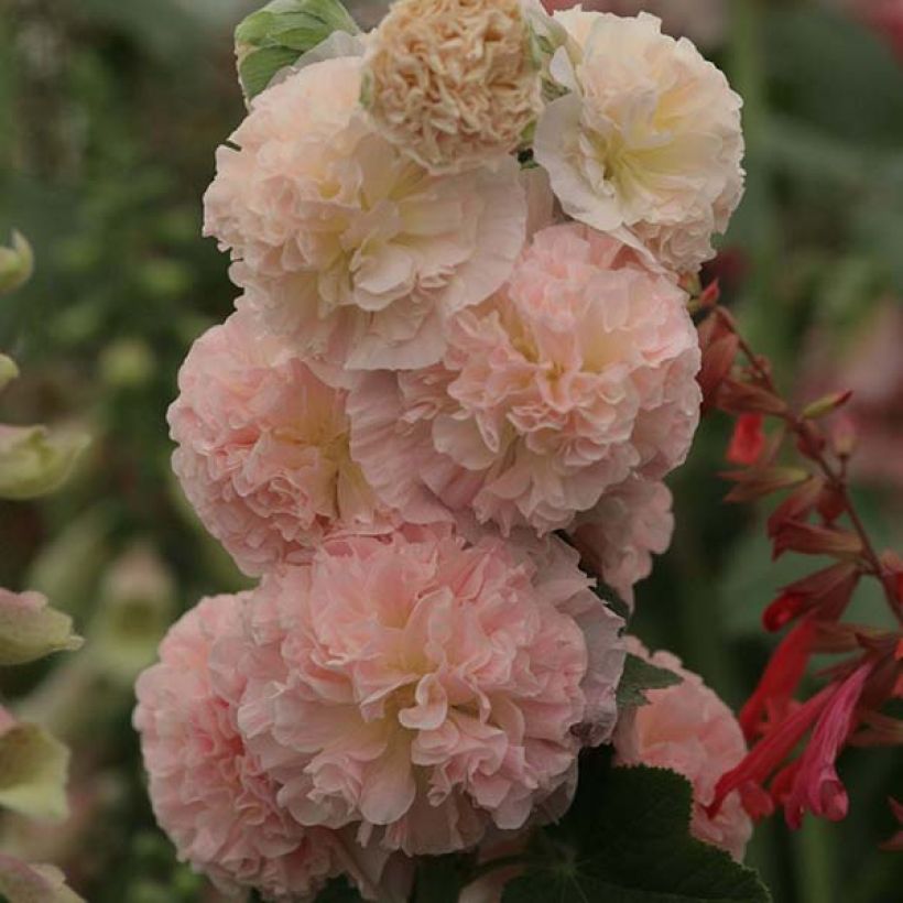 Alcea rosea Chaters Double Salmon - Stokroos (Bloei)