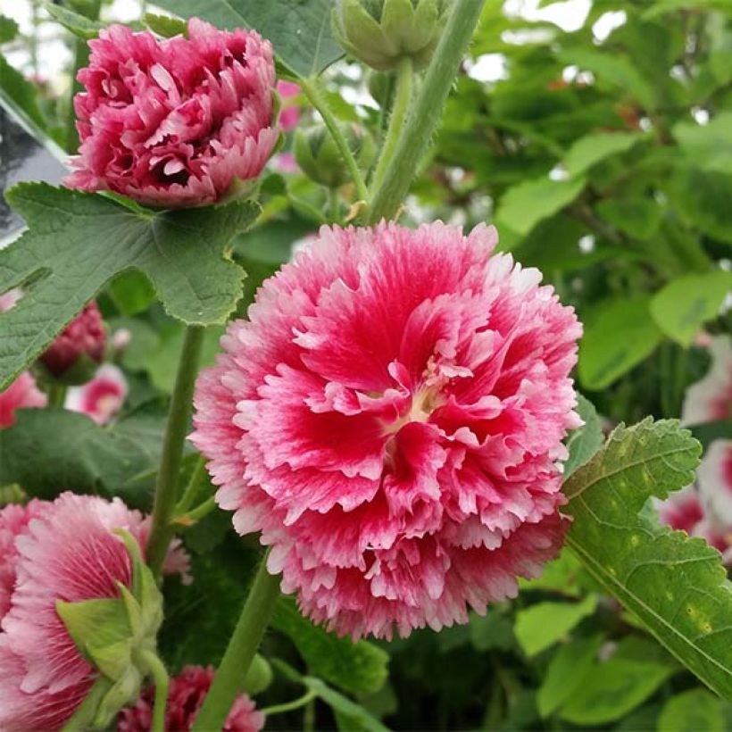 Alcea rosea Fiesta Time - Stokroos (Bloei)