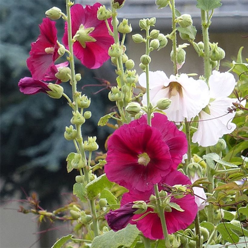 Alcea rosea Simplex - Stokroos (Flowering)