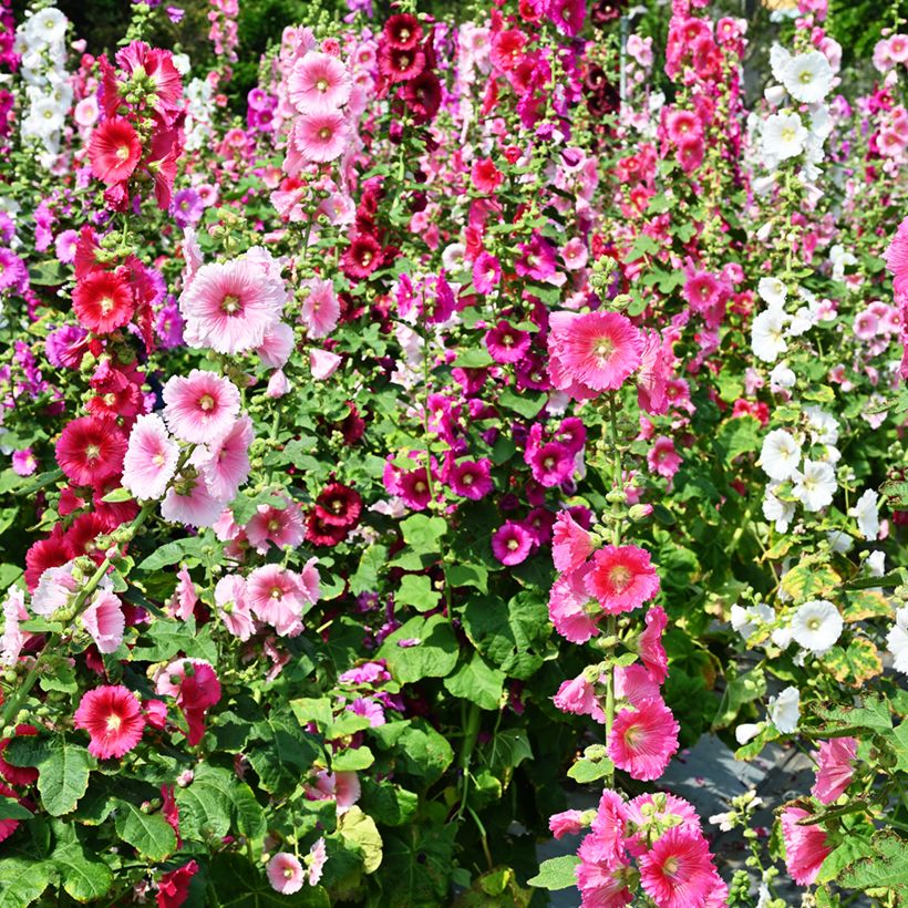 Alcea rosea Simplex - Stokroos (Bloei)