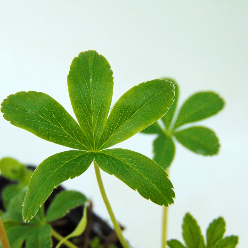 Alchemilla alpina - Alpiene vrouwenmantel (Blad)