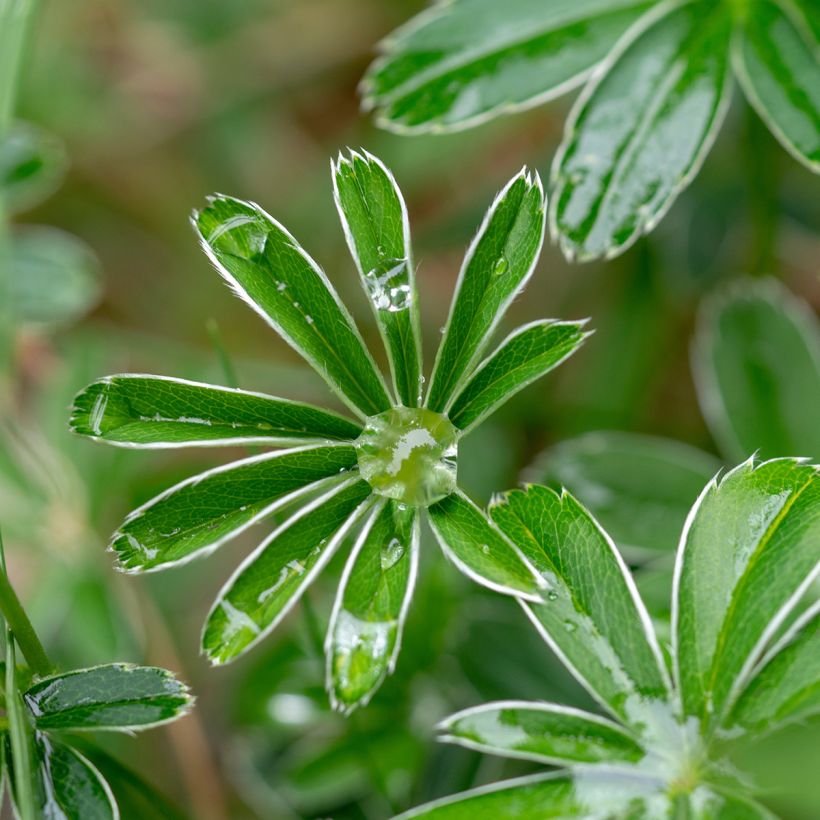 Alchemilla alpina - Alpiene vrouwenmantel (Blad)