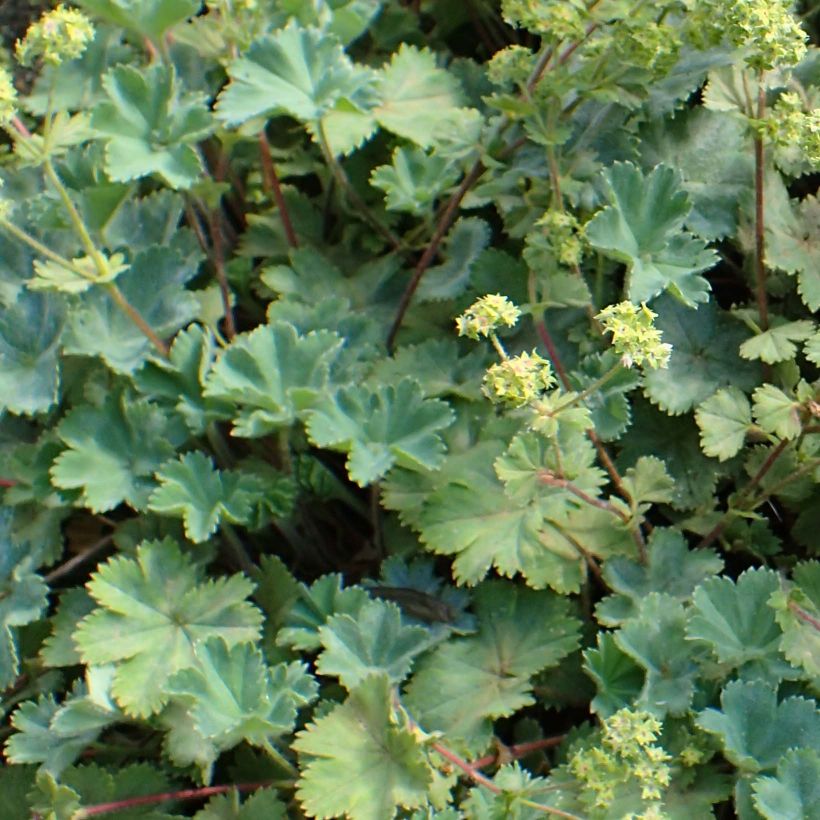 Alchemilla caucasica - Kaukasische vrouwenmantel (Blad)