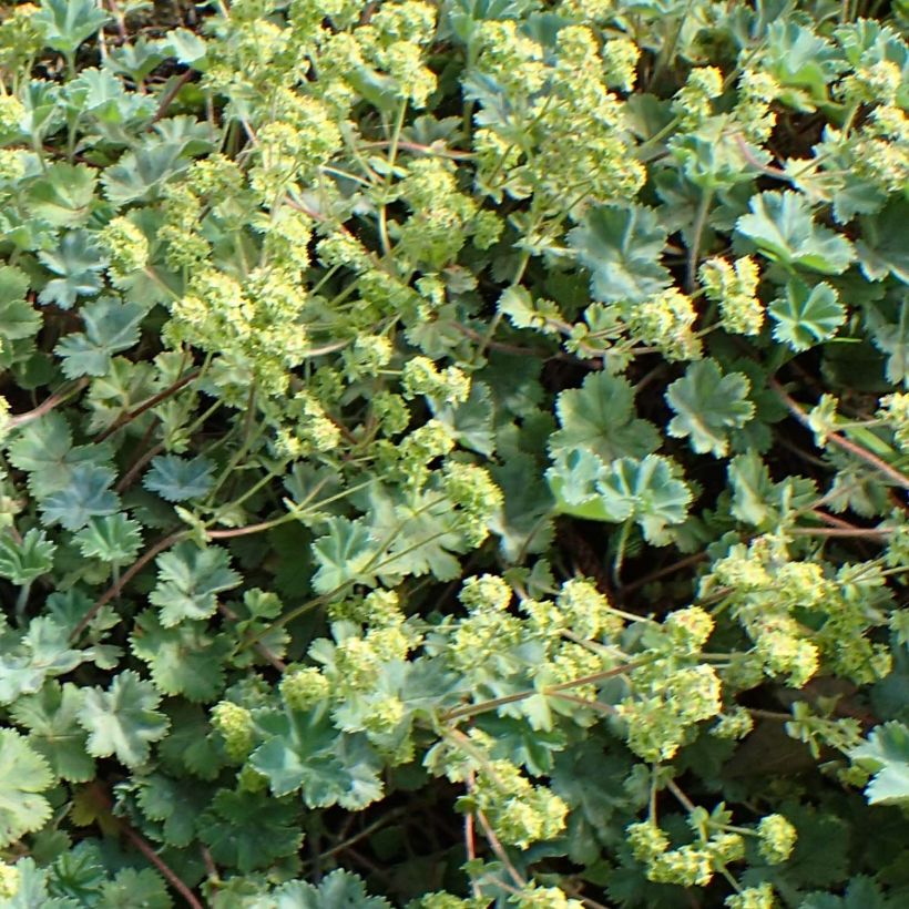 Alchemilla caucasica - Kaukasische vrouwenmantel (Bloei)