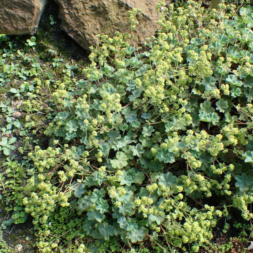 Alchemilla caucasica - Kaukasische vrouwenmantel (Groeiplaats)