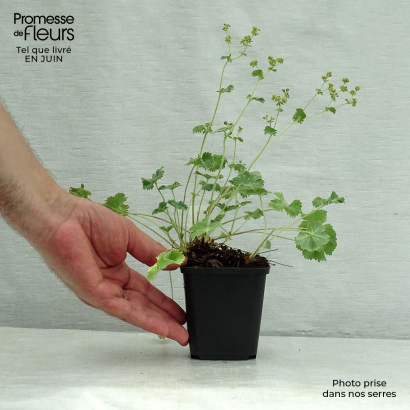 Exemplaar van Alchemilla caucasica - Kaukasische vrouwenmantel Kweekpotje van 8/9 cm zoals geleverd in de zomer