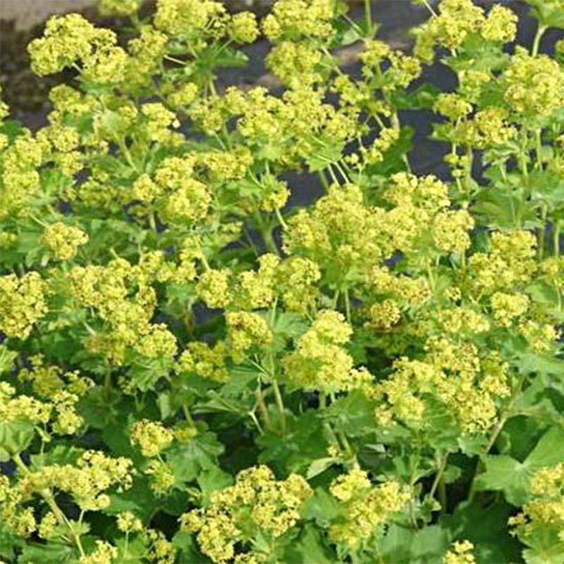 Alchemilla epipsila - Vrouwenmantel (Bloei)