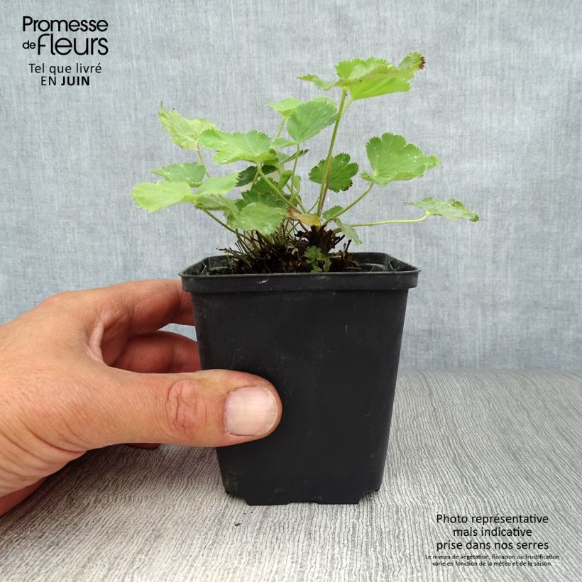 Exemplaar van Alchemilla epipsila - Vrouwenmantel Kweekpotje van 8/9 cm zoals geleverd in de zomer