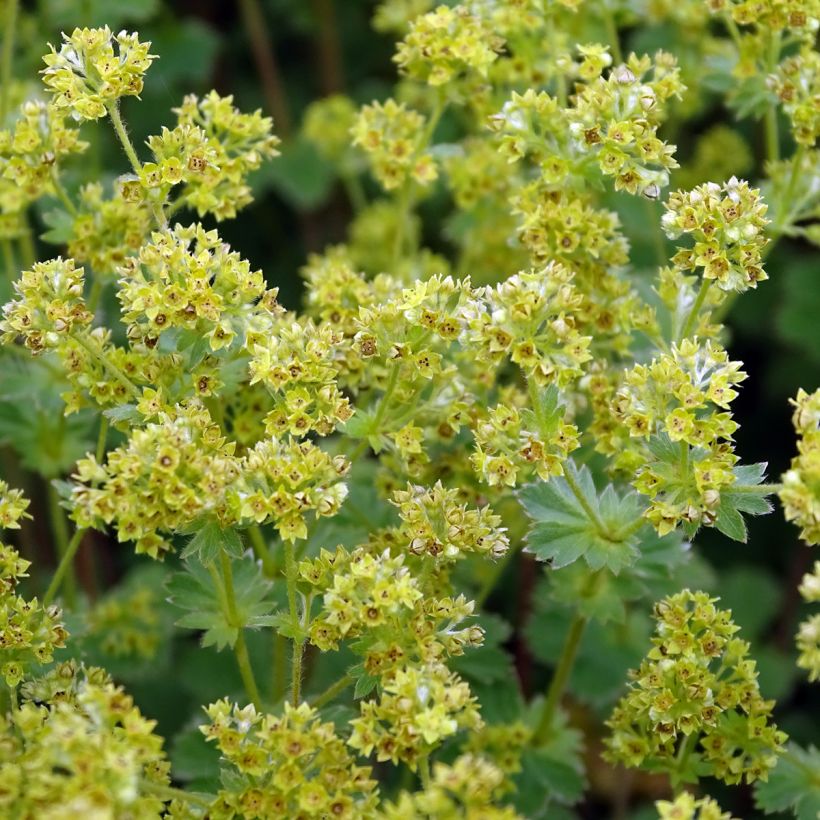 Alchemilla erythropoda - Vrouwenmantel (Bloei)