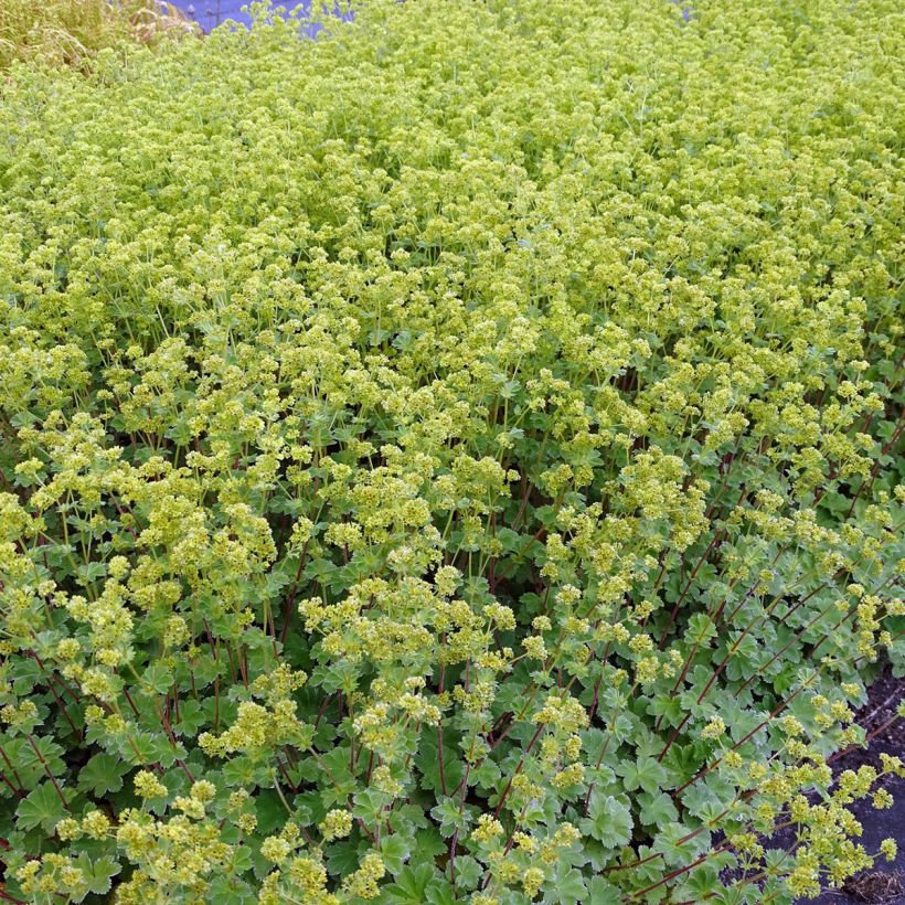 Alchemilla erythropoda - Vrouwenmantel (Groeiplaats)