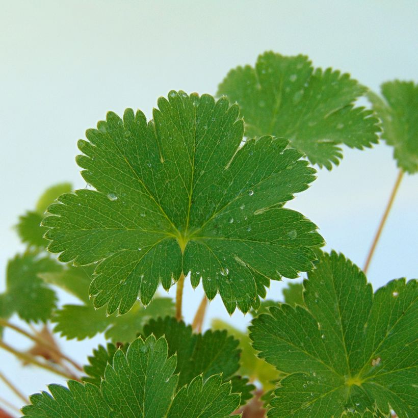 Alchemilla erythropoda - Vrouwenmantel (Blad)