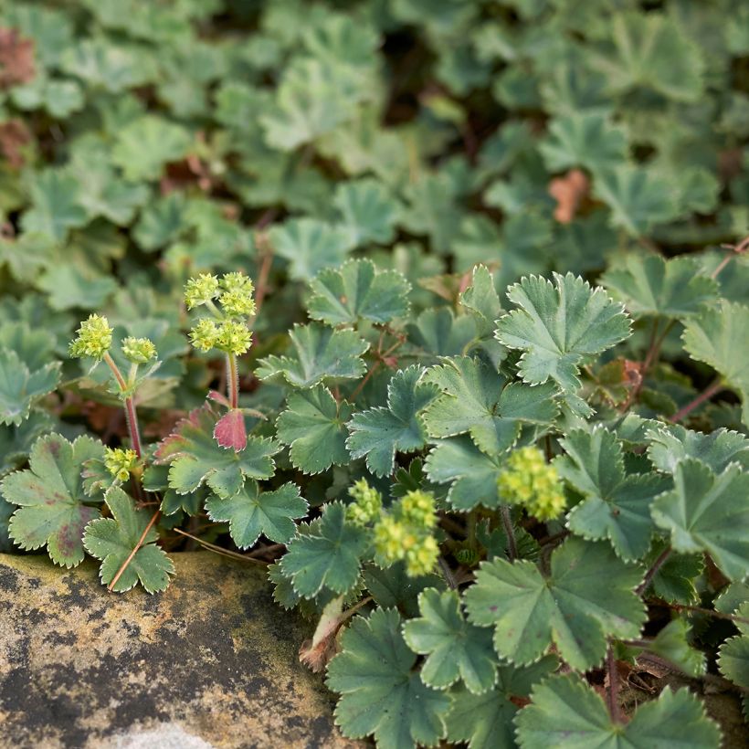 Alchemilla erythropoda - Vrouwenmantel (Groeiplaats)