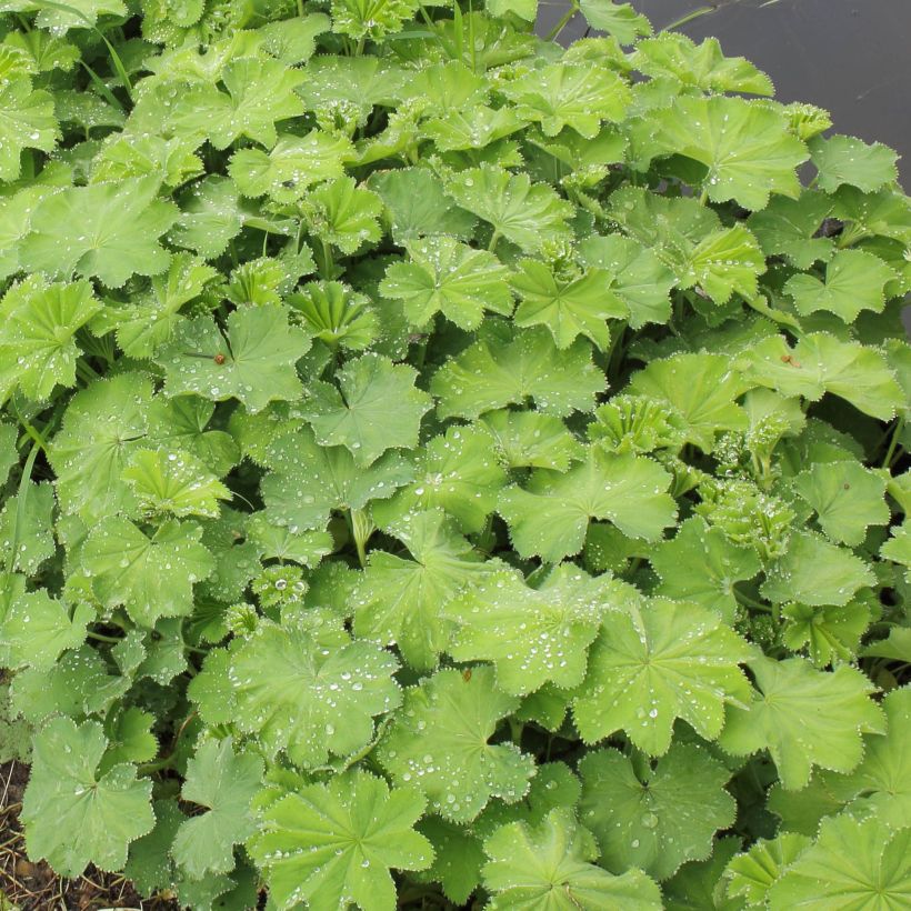 Alchemilla mollis Thriller - Vrouwenmantel (Blad)