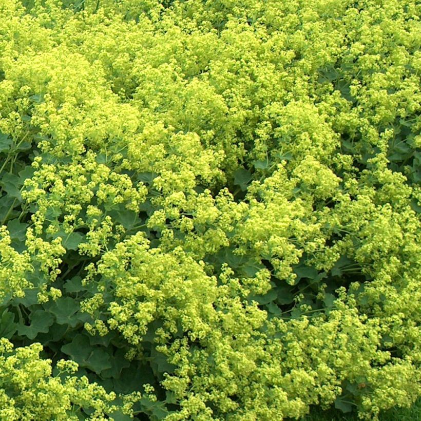 Alchemilla mollis Thriller - Vrouwenmantel (Bloei)