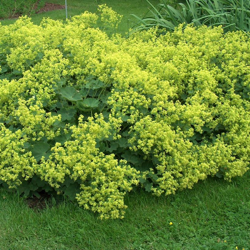 Alchemilla mollis Thriller - Vrouwenmantel (Groeiplaats)