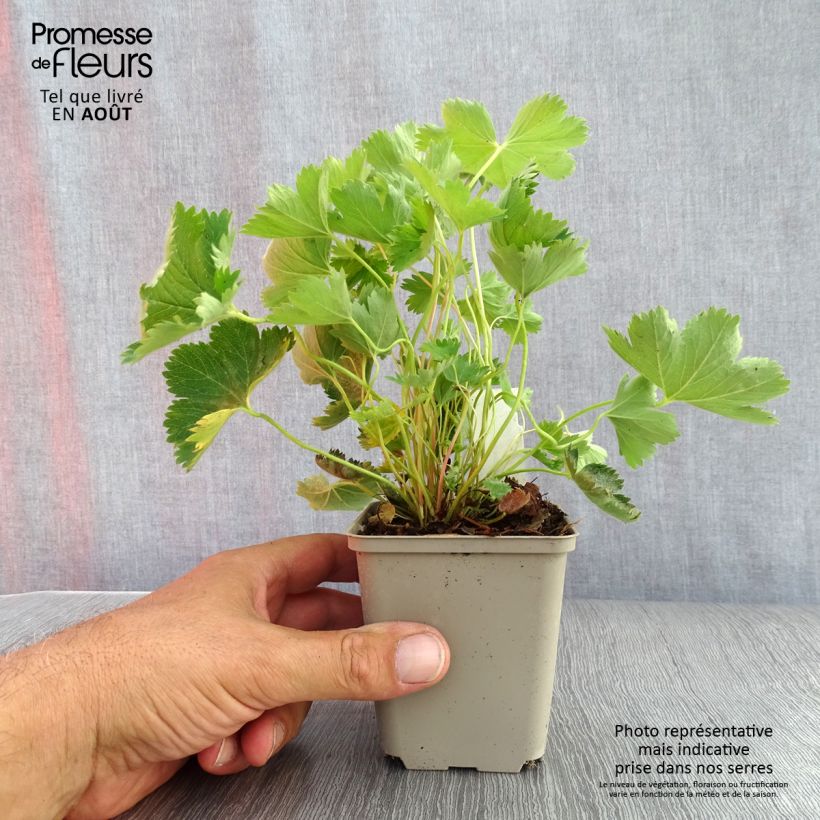 Exemplaar van Alchemilla sericata Gold Strike - Vrouwenmantel Kweekpotje van 8/9 cm zoals geleverd in de zomer