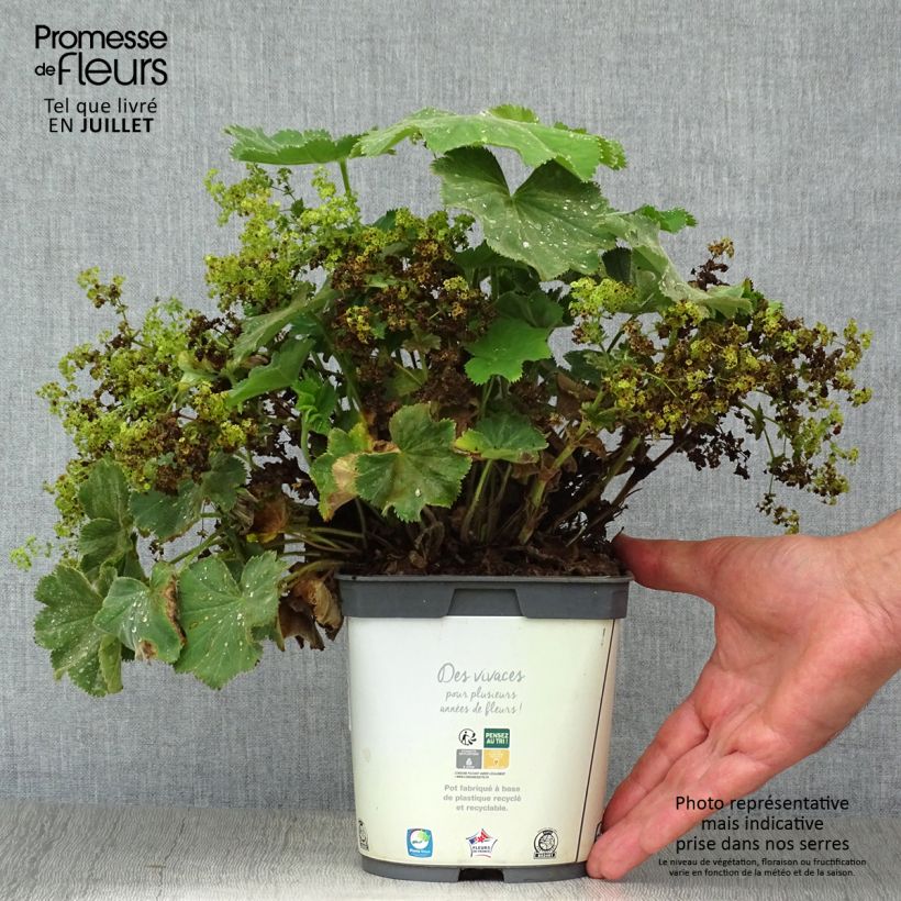 Exemplaar van Alchemilla mollis Thriller - Vrouwenmantel Pot van 2 l/3 l zoals geleverd in de zomer