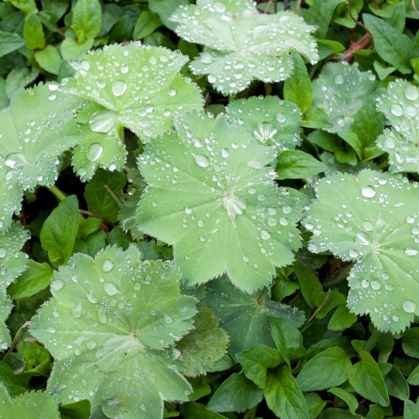 Alchemilla mollis Thriller - Vrouwenmantel (Blad)